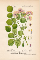 Erdei borkóró, litográfia 1882, eredeti, kis méret, színes nyomat, növény, virág, Thalictrum aquile.
