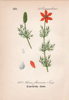 Lángszínű hérics, litográfia 1882, eredeti, kis méret, színes nyomat, növény, virág, Adonis flammea