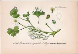 Batrachium aquatile (1), litográfia 1882, eredeti, kis méret, színes nyomat, növény, virág, boglárka