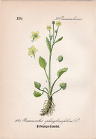 Ranunculus ophioglossifolius, litográfia 1882, eredeti, kis méret, nyomat, növény, virág, boglárka