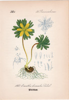 Téltemető, litográfia 1882, eredeti, kis méret, színes nyomat, növény, virág, Eranthis hyemalis