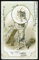 114 éves dombornyomott képeslap, Kutyusok a cirkuszi porondon 1906