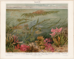 Algák, színes nyomat 1894, német nyelvű, eredeti, litográfia, növény, tenger, óceán, alga