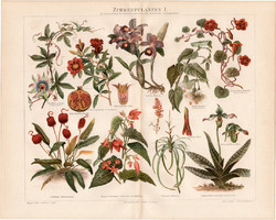 Szobanövények I., színes nyomat 1894, német nyelvű, eredeti, litográfia, növény, virág, begónia