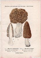 Hegyes és ízletes kucsmagomba - fehér pereszke, litográfia 1895, eredeti, kis méret, nyomat, gomba