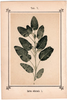 Orvosi zsálya, fénynyomat 1894, eredeti, kis méret, színes nyomat, gyógynövény, vízkúra, Salvia off.