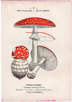Légyölő galóca és sötét trombitagomba, litográfia 1895, eredeti, kis méret, gomba, színes nyomat