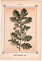 Kocsányos tölgy, fénynyomat 1894, eredeti, kis méret, színes nyomat, gyógynövény, vízkúra, Quercus