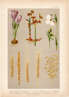 Magyar növények 3, litográfia 1903, színes nyomat, virág, sáfrány, káka, búza, rozs, árpa, zab (3)