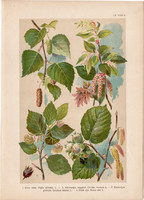 Magyar növények 60, litográfia 1903, színes nyomat, virág, bükk, mogyoró, nyír, gyertyán, fa (3)