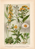 Magyar növények 52, litográfia 1903, színes nyomat, virág, százszorszép, aranyvirág, köllőrojt (3)