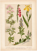 Magyar növények 2, litográfia 1903, színes nyomat, virág, zsálya, veronika, nőszirom, dákoska (3)