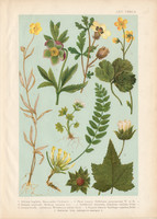 Magyar növények 65, litográfia 1903, színes nyomat, virág, boglárka, hunyor, varjúmák, kőrontó (3)