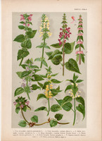 Magyar növények 38, litográfia 1903, színes nyomat, virág, árvacsalán, tisztesfű, pesztercze (3)