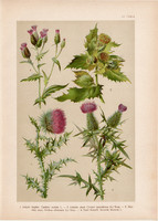 Magyar növények 51, litográfia 1903, színes nyomat, virág, bogács, lándzsás aszat, fűrészfű (3)