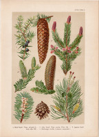 Magyar növények 58, litográfia 1903, színes nyomat, virág, boróka, erdei fenyő, lúcz, jegenye (3)