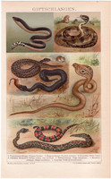 Mérgeskigyók, litográfia 1894, színes nyomat, német nyelvű, Brockhaus, kígyó, kobra, állat, Jararaka