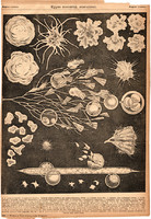 Egyes monérák alakulásai, egyszín nyomat 1885, Magyar Lexikon, Rautmann Frigyes, egysejtű, állat