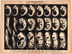 Embriók, egyszín nyomat 1885, Magyar Lexikon, Rautmann Frigyes, összehasonlító tábla, ébrény, állat