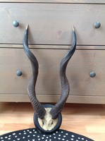 Régi afrikai antilop trófea