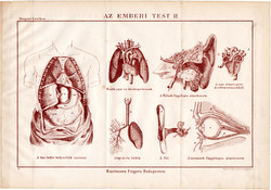 Az emberi test II., egyszín nyomat 1885, Magyar Lexikon, Rautmann Frigyes, anatómia, szív, tüdő, bél