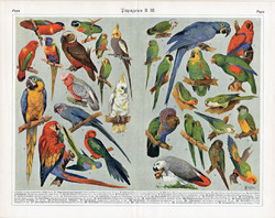 Papagájok, színes nyomat 1934, német, Brockhaus, lexikon melléklet, papagáj, madár, Nestor, Ara