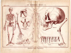 Az emberi test I., egyszín nyomat 1885, Magyar Lexikon, Rautmann Frigyes, anatómia, csontváz, fog