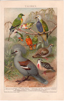 Galambok, litográfia 1894, színes nyomat, német nyelvű, Brockhaus, állat, madár, galamb, koronás