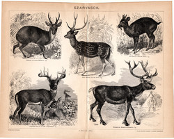 Szarvasok, egyszínű nyomat 1898, magyar nyelvű, eredeti, axis szarvas, rénszarvas, muntyákszarvas