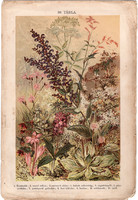 Növények (10), litográfia 1904, színes nyomat, magyar, természetrajz, növény, kosbor, mezei zsálya
