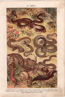 Kígyók, csigák (20), litográfia 1904, színes nyomat, magyar, természetrajz, állat, kígyó, csiga