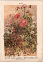 Növények (8), litográfia 1904, színes nyomat, magyar, természetrajz, növény, kender, mezei boglárka
