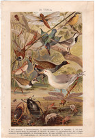 Madarak, bogarak (21), litográfia 1904, színes nyomat, magyar, természetrajz, állat, kérész, sármány