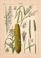 Perje, kukorica és perje, litográfia 1885, 21 x 30 cm, eredeti, színes nyomat, növény, virág