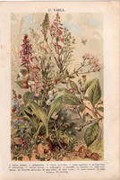 Növények (17), litográfia 1904, színes nyomat, magyar, természetrajz, növény, keltike, ezerjófű