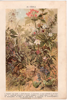 Növények (18), litográfia 1904, színes nyomat, magyar, természetrajz, növény, kaszanyűg, ebszőlő