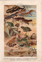 Hüllők, békák (22), litográfia 1904, színes nyomat, magyar, természetrajz, állat, kecskebéka, gőte 