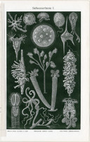 Édesvízi állatok I. és II., litográfia 1906, német nyelvű, eredeti, nyomat, állat, fauna, állatvilág