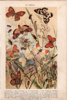 Bogár, pillangó, hernyó (11), litográfia 1904, színes nyomat, magyar, természetrajz, állat, lepke