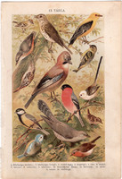 Madarak (13), litográfia 1904, színes nyomat, magyar, természetrajz, állat, madár, kékcinke, rigó