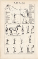 A ló anatómiája és testalkata, egy színű nyomat 1896, német nyelvű, ló, csontváz, izomzat, felépítés