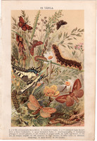 Pillangó, hernyó (12), litográfia 1904, színes nyomat, magyar, természetrajz, állat, lepke, növény