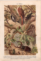 Madár, bogár (14), litográfia 1904, színes nyomat, magyar, természetrajz, állat, kánya, hőscincér