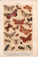 Lepke, bogár (15), litográfia 1904, színes nyomat, magyar, természetrajz, állat, pillangó, bőrcincér