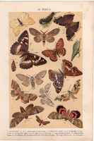 Lepke, hernyó (16), litográfia 1904, színes nyomat, magyar, természetrajz, állat, pillangó, jéglepke