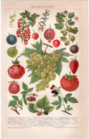 Bogyós gyümölcsök, litográfia 1892, színes nyomat, német nyelvű, gyümölcs, szőlő, szeder, eper