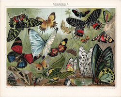 Pillangók II. (3), 1908, színes nyomat, német nyelvű, eredeti, régi, lepke, pillangó, egzotikus