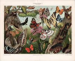 Pillangók I. (3), 1908, színes nyomat, német nyelvű, eredeti, lepke, pillangó, hernyó, halálfejes