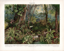 Trópusi erdő, színes nyomat 1904 (3), német, litográfia, eredeti, fán élő, növény, fa, virág, lián