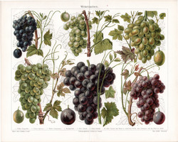 Szőlő, színes nyomat 1908, németű, eredeti, litográfia, gyümölcs, virág, szőlőfajták, fajta, bor